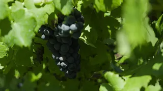 Grapes Cultivation | Royalty Free 4K Stock Video Footage