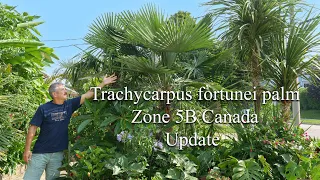 Trachycarpus fortunei Palm 2023 Update in Canada zone 5B