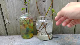 (How To) Propagate Ficus from Stem Cuttings - AVOID water marbles!