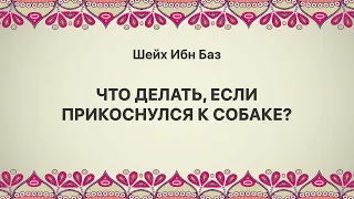 Шейх Ибн Баз - Что делать, если прикоснулся к собаке?