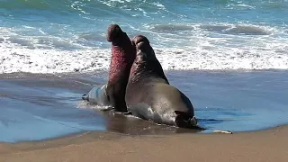 Elephant Seal Fight 01-14-2017