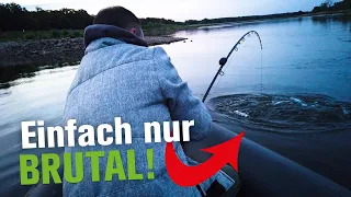 WELS - REKORD erneut gebrochen! | MONSTER-SESSION in Deutschland