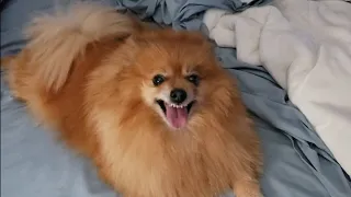 Fluffy Pomeranian won't give up his spot in the bed