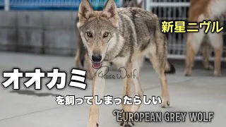 新しく迎えた犬が想像よりオオカミだった【ニヴル♀】