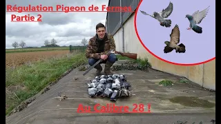 Chasse régulation des Pigeons de Fermes (partie 2) au calibre 28 !!