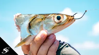 Free-Lining Cut Bait to Catch Inshore GAME Fish