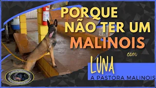 POR QUE NÃO TER UM MALINOIS | Atenção: Esse video contem verdades !!!!