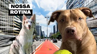 Rotina Do Sebastian e Da Valentina | 24 Horas Com os Cachorros | Tudo o Que Fazemos Em Um Dia