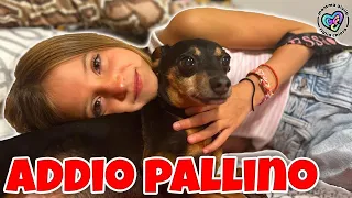 PALLINO È MORTO ! FIGLIACHIARA E FIGLIODIEGO PIANGONO TANTISSIMO !