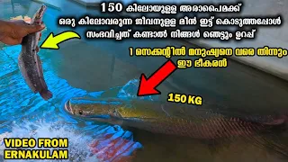 150kg അരാപൈമയ്ക്ക് 1KG വരുന്ന മീൻ ഇട്ടു കൊടുത്തപ്പോൾ കണ്ട ഞെട്ടിക്കുന്ന കാഴ്ച്ച😧|Arapaima feeding