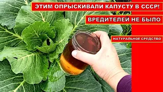 В СССР ОПРЫСКИВАЛИ ЭТИМ КАПУСТУ! ВРЕДИТЕЛЕЙ НА КАПУСТЕ НЕ БЫЛО! Народное средство от насекомых