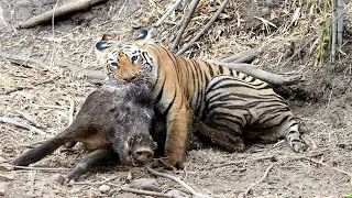 Hungry Tiger Attacks Wild Boar In India