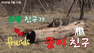 (봉화sun)(호랑이숲)(무궁)오빵🐯친구가 👭궁이 친구👬