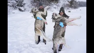 Western Wolf Hunting 9