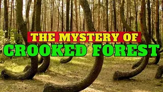 Crooked Forest: Nature's Mysterious Grove