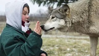 Эта девушка СПАСЛА одинокого волка от СМЕРТИ, но спустя полгода волк ВЕРНУЛСЯ
