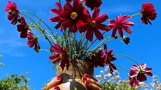 How to Grow Cosmos from Seed: Perfect annual flowers all summer and beyond for containers and pots