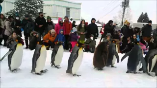 旭山動物園ペンギンの散歩　2016.1.16