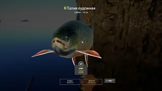 Russian Fishing 4  Палия на Ладожском озере, оснастка и техника ловли.