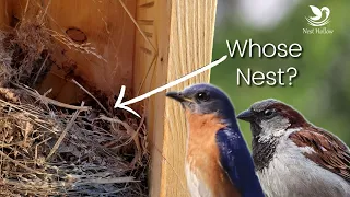 Telling Bluebird Nests from House Sparrow Nests