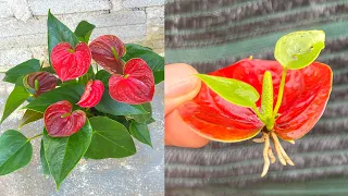Try growing anthurium with flower branches