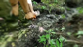 Ещё одна монета, в лесу проверяем сигналы металлоискателя, с лабрадором в поисках клада