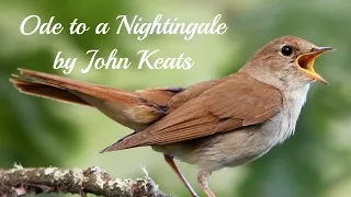 Ode to a Nightingale by John Keats [with text] - Read by poet Arthur L Wood