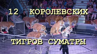 12 королевских тигров Суматры. Иркутский цирк. 4K видео