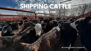 LUCKY TO HAVE COWS TO SHIP  #fire #texas #ranch