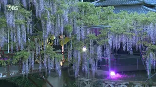 樹齢450年 西寒多神社の「藤の花」