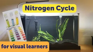 Cycling a new aquarium (nitrogen cycle demonstration)