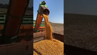 Colheita do milho safrinha 🌱🌽