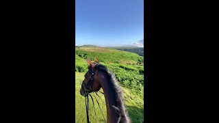 I miss my home #yorkshire #northyorkshire #summer #equestrian