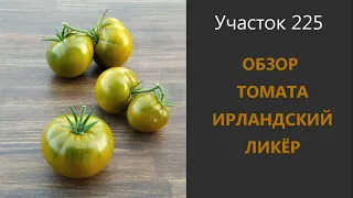 Томат Ирландский ликер. Зеленый десерт!