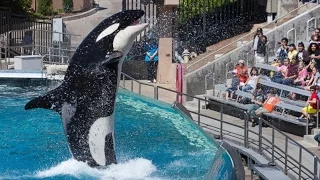 SeaWorld to End Killer Whale Breeding