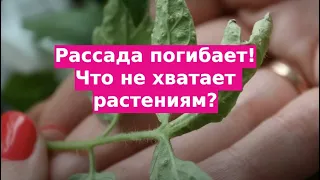 Что не хватает рассаде? Как лечить ее? Оэдема, водянка, отек...