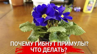 Почему гибнут примулы? Что делать?