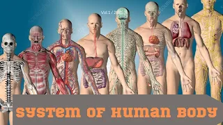System of human body |Anatomyverse