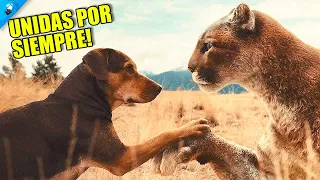 Una Perra Crió A Una Gatita y Cuando Creció Vio Que Era Un Puma | Mis Huellas A Casa | Resumen