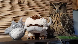 Eagle-owl Yoll has a new toy - Appa, the flying bison. Hip-hip, hooray!