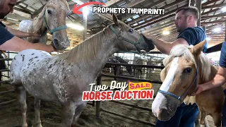 TWO DAY HORSE AUCTION! - Part 1 - Beautiful Appaloosa With Rare Prophets Thumbprint!