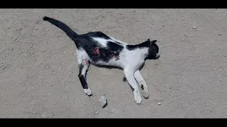 Attempt Rescue a cat in a car accident but lost life.( RIP) 😢😢😢😢