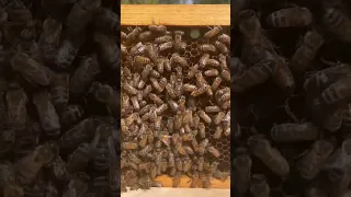 Can You Find The Queen Bee? (Expert Level)