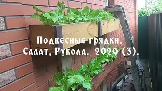 Подвесные грядки. Салат,рукола. 2020 (3).