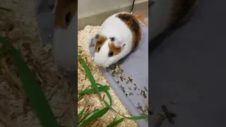 Guinea pigs and cat / Морские свинки и кот