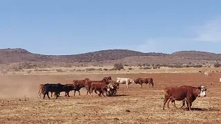 Increíble como se aparean las vacas con los toros en el monte