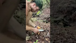 Foraging Wild Chanterelles Mushrooms - Foraged