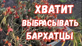 НЕ ВЫБРАСЫВАЙТЕ БАРХАТЦЫ! Сделайте с НИМИ ЭТО СЕЙЧАС, а весной СКАЖИТЕ СПАСИБО