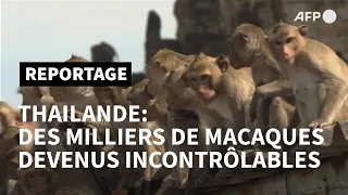 En Thaïlande, "la ville des singes" tente de reprendre le contrôle sur ses macaques | AFP