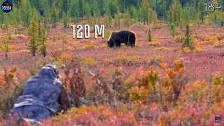 TOP 50 HUNTS. Bears, woald boars, mooses, roe deers, deers. Hunting in Russia Compilation